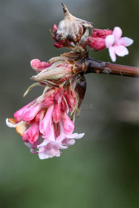 Arrowwood Viburnum X Bodnantense Dawn Budding Fragrant Pink Flower