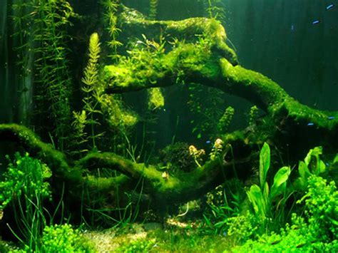 How To Get Rid Of Algae In An Aquarium Help Guides