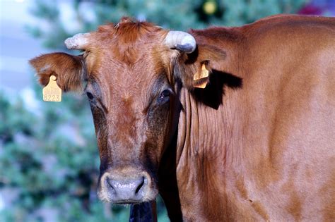 Aantal Melkveehouders In Spanje Daalt Fors Melkveebedrijf Be