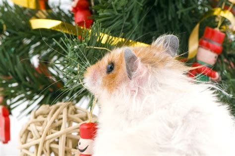 Fluffy Cute Hamster With Decorated Christmas Tree Stock Image Image