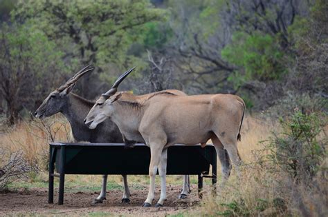 Elands Southern Eland Free Photo On Pixabay Pixabay