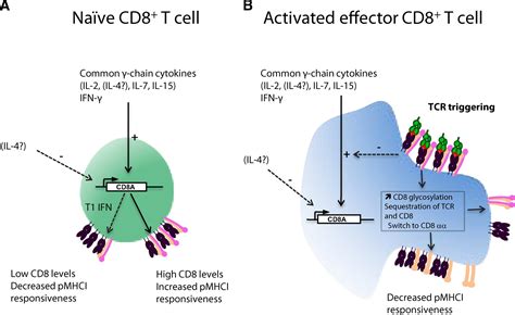 The Multiple Roles Of The Cd8 Coreceptor In T Cell Biology