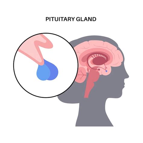 Anatomía de la glándula pituitaria concepto de sistema endocrino