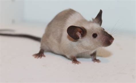 Simple Guide: From Acquiring To Caring For Pet Rats - Small Furry Pets