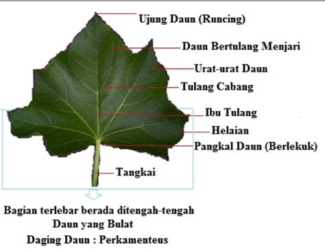Pengetahuan Bahan Pangan Daun Pepaya