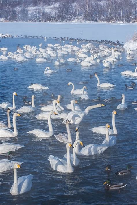 Hermosos Cisnes Chillones Blancos Hermosos Cisnes Chillones Blancos