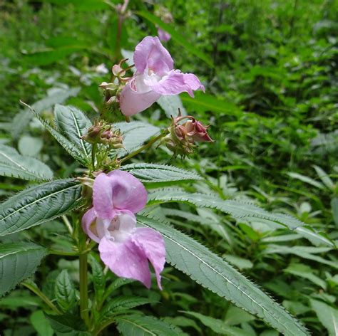 Esp Ces Exotiques Envahissantes Nature En Ville Cergy Pontoise