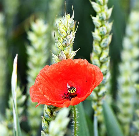 Darmowy obraz Natura dziki flora lato liść kwiat Mak roślin ogród