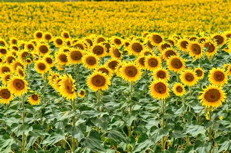 Sunflowers Flowers Field Yellow Free Photo On Pixabay Pixabay