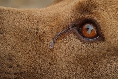 5 Types Of Dog Eye Discharge | PetCareRx