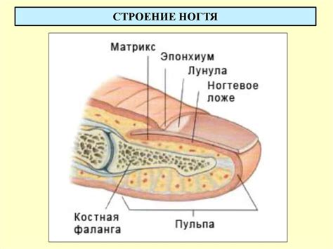 Строение ногтя на ноге большого пальца схема фото