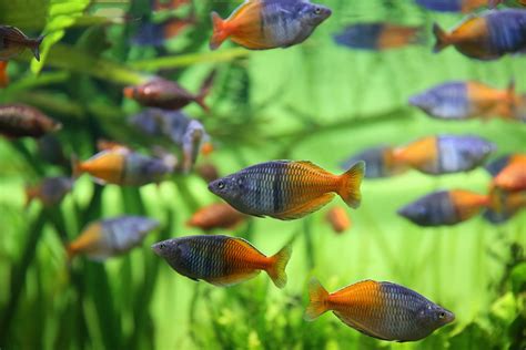 Boesemani Rainbowfish: The Complete Care And Breeding Guide ...