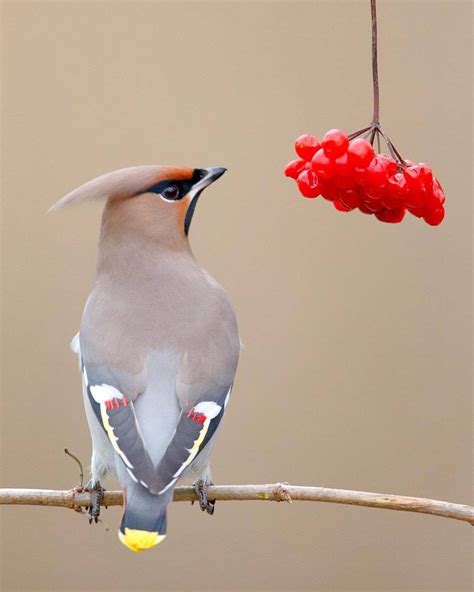 United Nations On Instagram This Beautiful Bird Picking Rowan Berries