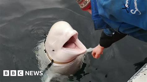 Norway Finds Russian Spy Whale Off Arctic Coast Bbc News