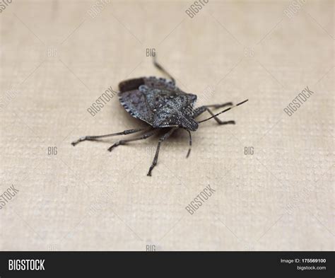 Brown Marmorated Stink Image & Photo (Free Trial) | Bigstock