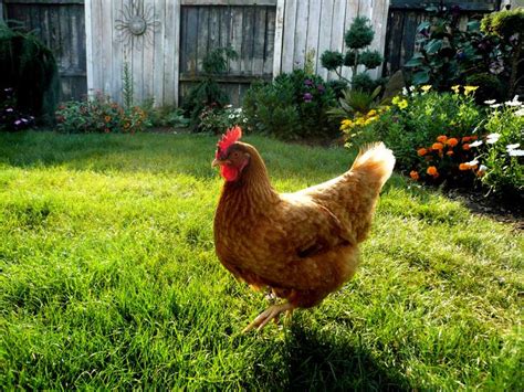 Why I No Longer Have Backyard Chickens