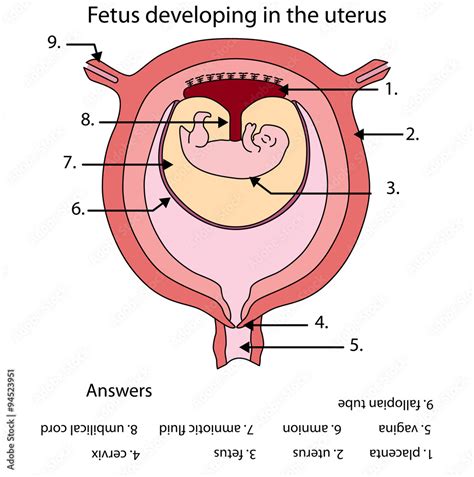 Fully Labeled Diagram Of Fetus Developing In The Uterus Stock Vector