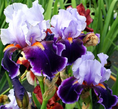 Purple Iris Flower | Flowers| Free Nature Pictures by ForestWander Nature Photography