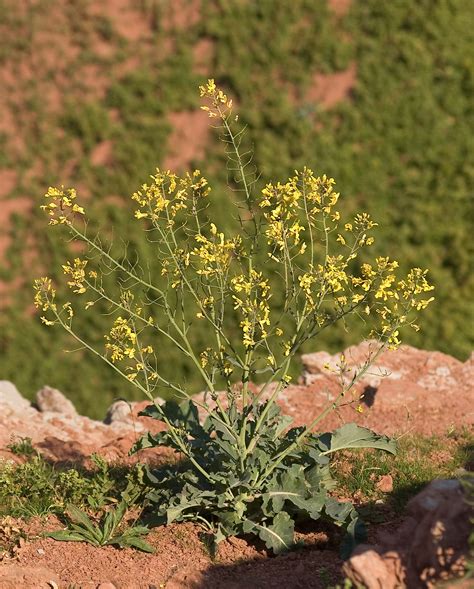 One Mustard Many Flavors In Defense Of Plants