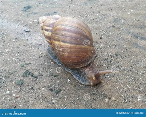 A Snail Walking Slowly On The Wet Ground Stock Image Image Of Sand