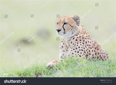 Cheetah Acinonix Jubatus Lying Down On Stock Photo Shutterstock