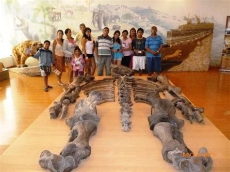 Museo Paleontológico Megaterio