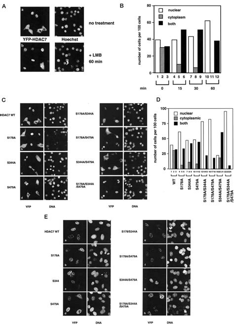 Subcellular Localization Of The Wild Type And Mutant Hdac7s A The