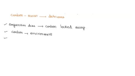 What happens to the carbon in the ocean that is not consumed by detritivores? Select the best ...