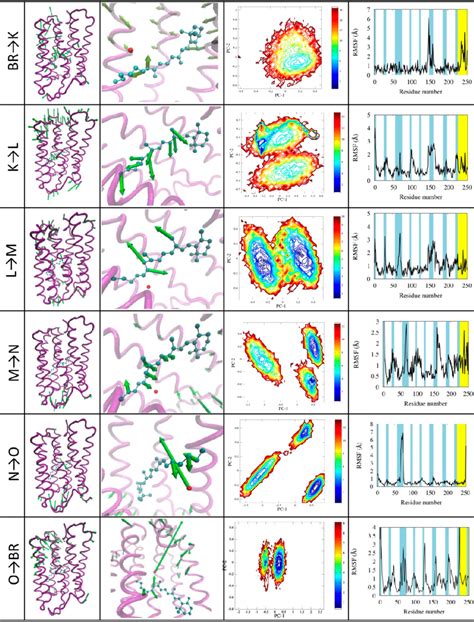 Illustration Of The Photocycle Transitions For Each Transition