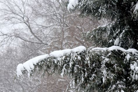 Evergreen Tree With Snow Free Stock Photo - Public Domain Pictures