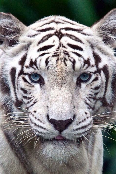 Tigre De Bengala Albino