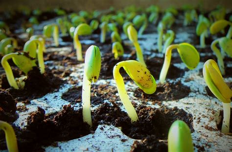 Pumpkin Growing Stages From Seeds To Harvest