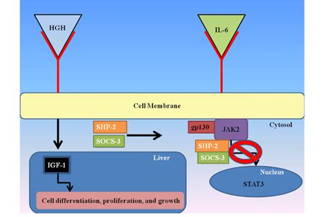 Human Growth Hormone Hgh Signal Transduction Pathway When Hgh Binds