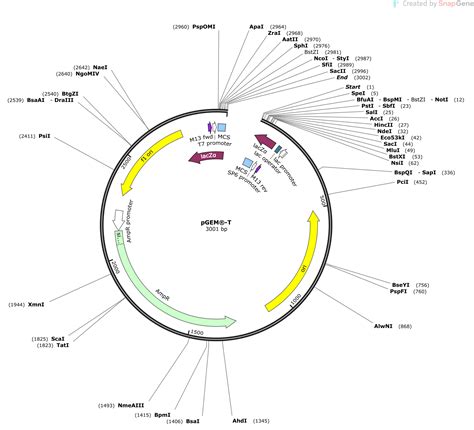 Pgem T Linearized Sequence And Map