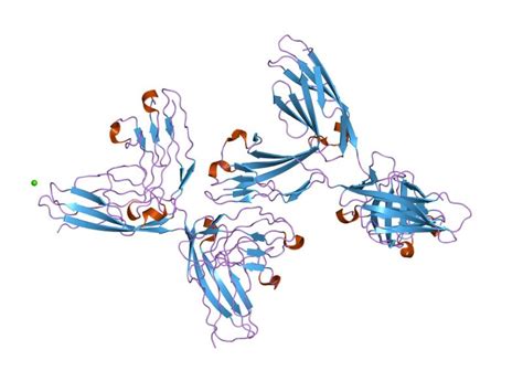 Neural Cell Adhesion Molecule