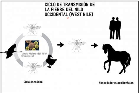 Primeros Casos Del Virus Del Nilo En Quidos De C Diz Y Tarragona Im