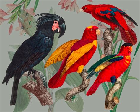 Parrots Paradise Clip Art, Vintage Illustration , Birds Clip Art, Parrots Clipart, Digital ...