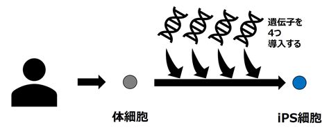 Es細胞とips細胞 Biology Tips 高校生物のワンポイント解説