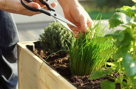 Exemples De Potagers Urbains R Ussis Jardiner Facile