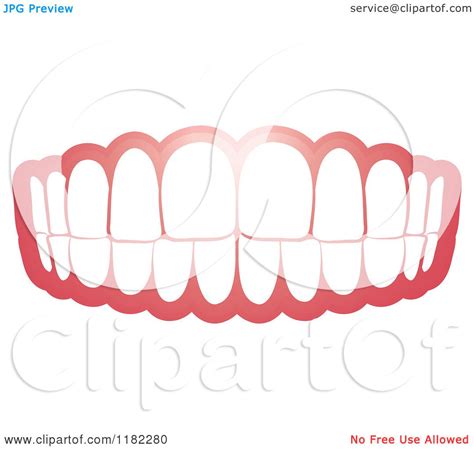 Clipart Of A Human Teeth And Gums Royalty Free Vector Illustration By