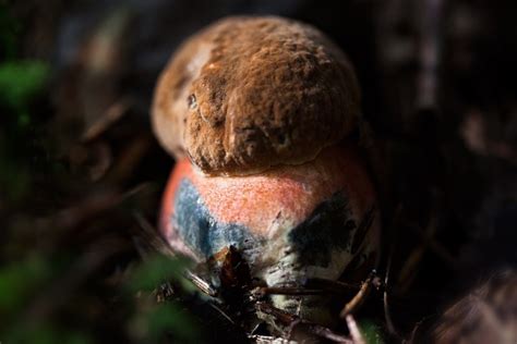 Häxa Bolete Ung Färsk Gratis foto på Pixabay