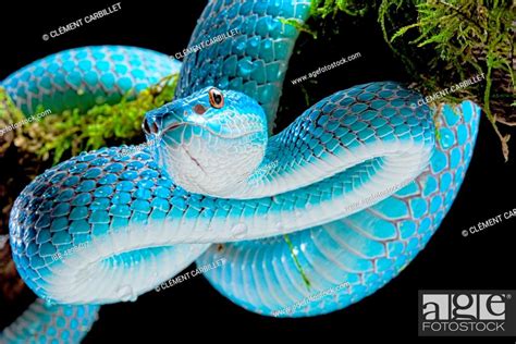 Sunda Island Pit Viper Trimeresurus Insularis On A Mossy Branch