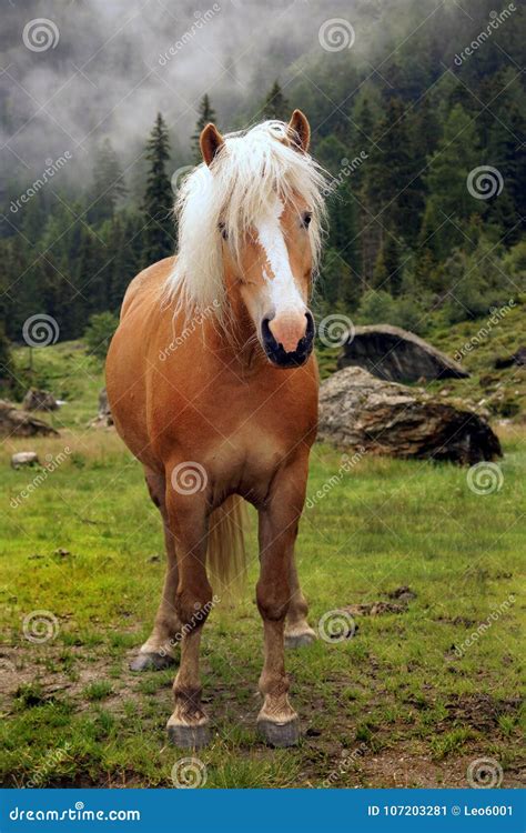 Haflinger Horse On A Meadow In The Mountains Tyrol Austria Stock