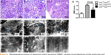 Figure From Overexpression Of Lipoic Acid Synthase Gene Alleviates