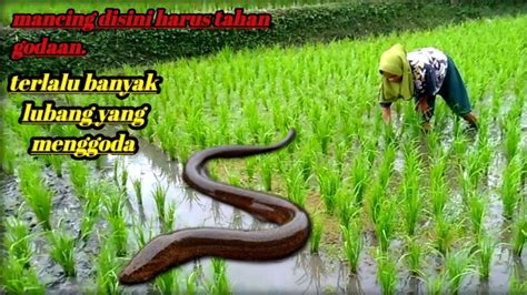 Mancing Belut Di Sawah Dapat Rezeki Mancing Belut Rezeki Youtube