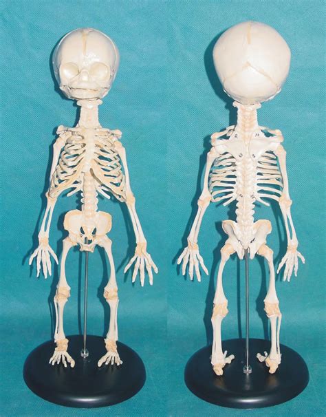 Humano recién nacido una cabeza bebé anatomía Cráneo esqueleto