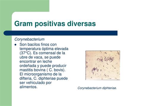 PPT Microbiología de la leche y sus productos PowerPoint Presentation