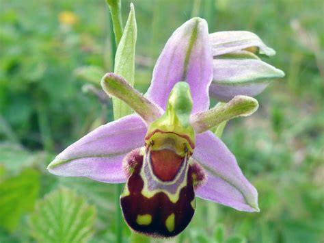 Photographs Of Ophrys Apifera Uk Wildflowers Single Flower