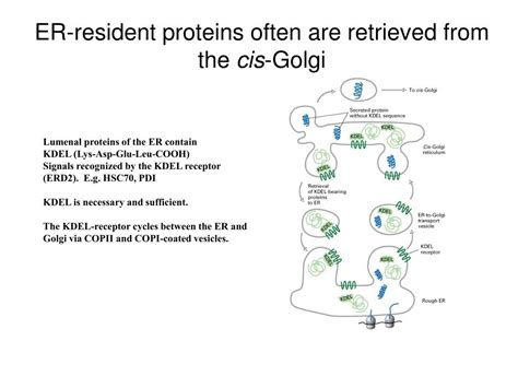 Ppt Intracellular Vesicular Traffic I The Secretory Pathway