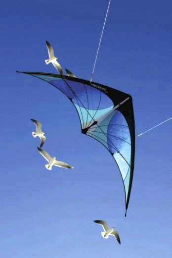 Delta Bird Kite Flyin With The Sea Gulls Go Fly A Kite Kite Flying